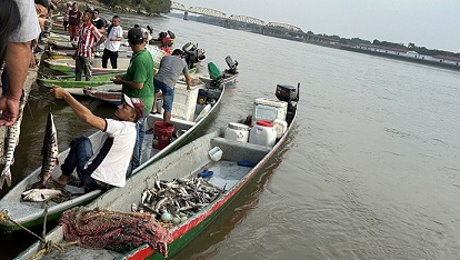 Diferentes especies de peces están atrapando con sus redes los pescadores de La Dorada en la primera subienda de este año, que se presenta a pesar de los bajos niveles del río Magdalena y de las altas temperaturas. La temporada se convierte en una oportunidad para las familias que dependen de este oficio como fuente de ingresos. Diferentes especies de peces están atrapando con sus redes los pescadores de La Dorada en la primera subienda de este año, que se presenta a pesar de los bajos niveles del río Magdalena y de las altas temperaturas. La temporada se convierte en una oportunidad para las familias que dependen de este oficio como fuente de ingresos.