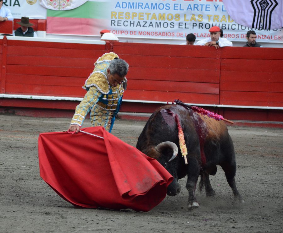 Derechazo de Luis Bolívar al toro Camarero al que le cortó una oreja. Derechazo de Luis Bolívar al toro Camarero al que le cortó una oreja.