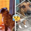 Las dos mascotas envenenadas.