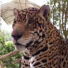 El jaguar (Panthera onca) es el felino más grande de América.