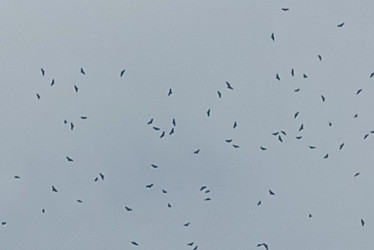 Gavilanes migratorios cruzan el cielo en Manizales y Villamaría