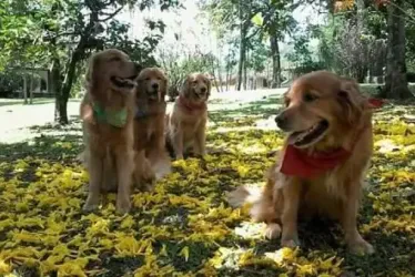 Conozca cómo cuidar sus mascotas en verano