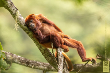 Primer lugar XVII Concurso de Fotografía Ambiental de Corpocaldas y Chec