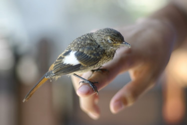 Pájaro enfermo en el dedo de una persona