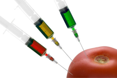 Tomate rojo con 3 jeringas clavadas