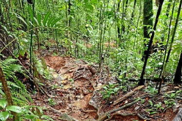 Foto | Tomada de @unidosgorgona | LA PATRIA El Colectivo Unidos por Gorgona denuncia que un sendero ya está deteriorado por el constante paso de infantes llevando combustible para mantener el equipo que suministra energía a futura instalación de radar. "Esto ya ha causando un impacto ambiental a comunidades de anfibios y reptiles, algunas endémicas", asegura el colectivo. 
