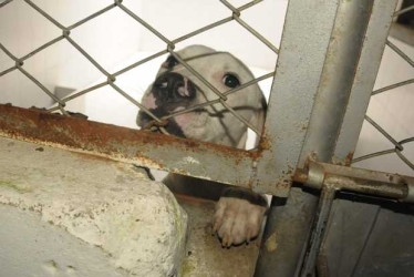Perro pitbull que atacó a menor en Manizales
