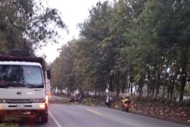 El sitio donde se cayó el árbol en la vía Manizales-Medellín, cerca del Kilómetro 41.