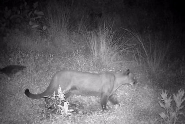 El puma fue detectado por la comunidad desde finales del año pasado. 