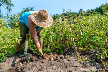 La agricultura creció un 10,2% en abril y la economía nacional repuntó un 5,5%, según el DANE. El Ejecutivo celebró los resultados. Sin embargo, representantes del sector agropecuario cuestionaron la cifra y solicitaron más apoyo.