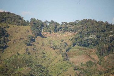 Poco a poco los cultivos van desplazando al bosque debido a la tala de árboles en Anserma (Caldas).