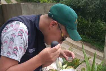 Hay 2462 casos notificados de dengue en Dosquebradas
