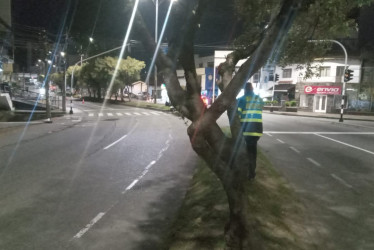 Contra este árbol chocó uno de los motociclistas fallecidos este año.