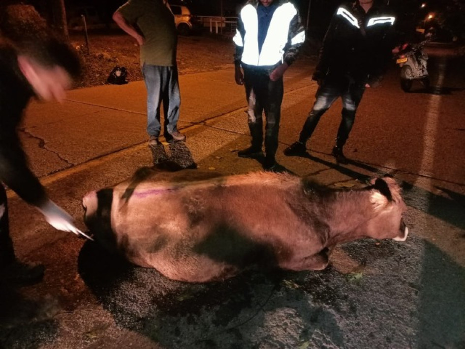 Atendieron vaca que rodó 50 metros por ladera entre Manizales y Neira Atendieron vaca que rodó 50 metros por ladera entre Manizales y Neira
