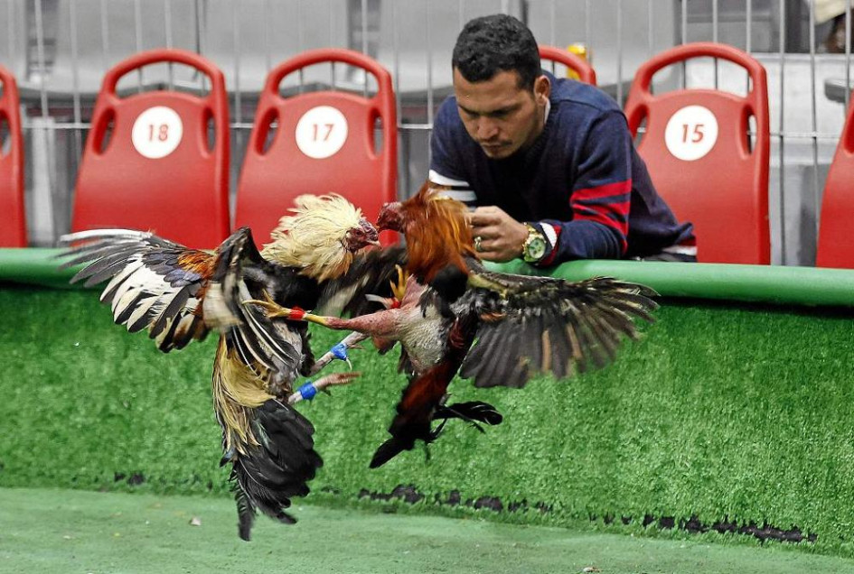 Foto | EFE | LA PATRIA El gremio gallero defiende su tradición y cultura. Foto | EFE | LA PATRIA El gremio gallero defiende su tradición y cultura.