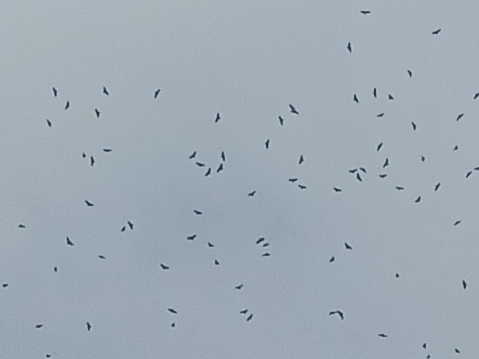 Gavilanes migratorios cruzan el cielo en Manizales y Villamaría Gavilanes migratorios cruzan el cielo en Manizales y Villamaría