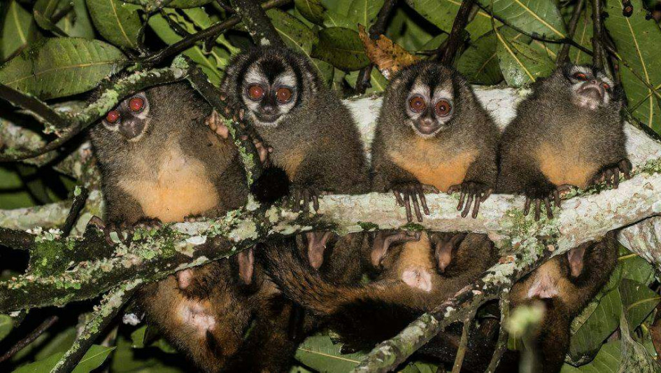 Monos nocturnos rondan por Ecoparque Los Yarumos: semillero de la U. de Caldas los observó Monos nocturnos rondan por Ecoparque Los Yarumos: semillero de la U. de Caldas los observó