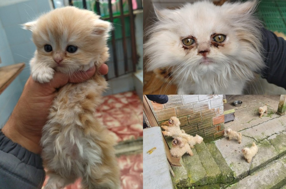 Mascotas rescatados en vereda de Manizales Mascotas rescatados en vereda de Manizales
