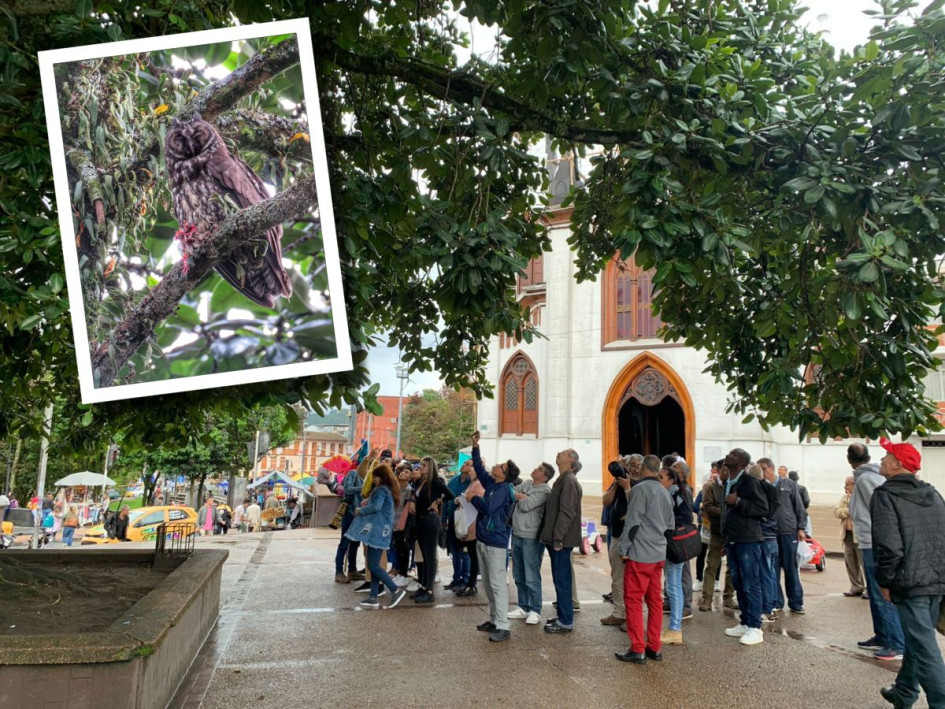 Encantados con búho orejudo en el Parque Caldas Encantados con búho orejudo en el Parque Caldas