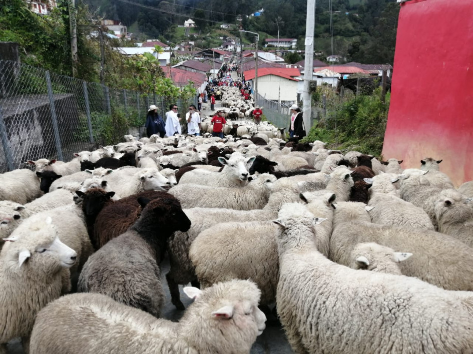 Desfile de ovejas en Marulanda Desfile de ovejas en Marulanda