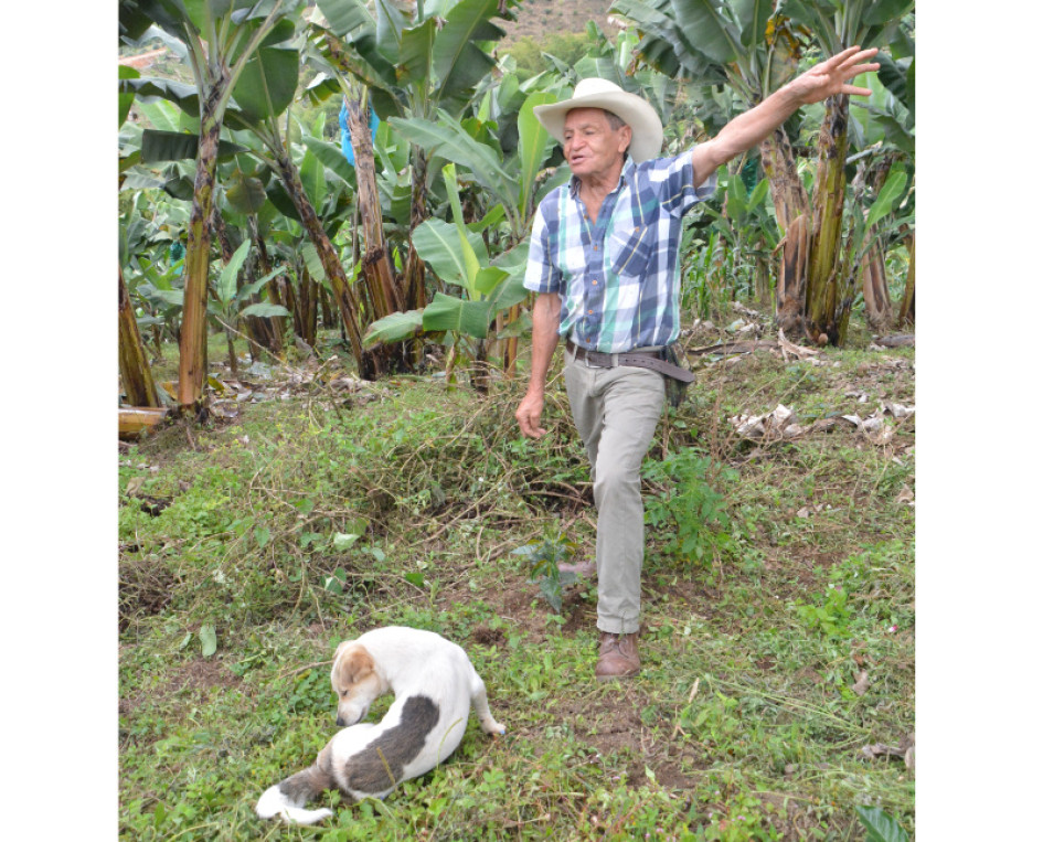 Varios cafeteros cuestionaron la opción de sembrar otras especies de café en Colombia, después de consolidar una calidad por la que el país es reconocido en el mundo. Varios cafeteros cuestionaron la opción de sembrar otras especies de café en Colombia, después de consolidar una calidad por la que el país es reconocido en el mundo.