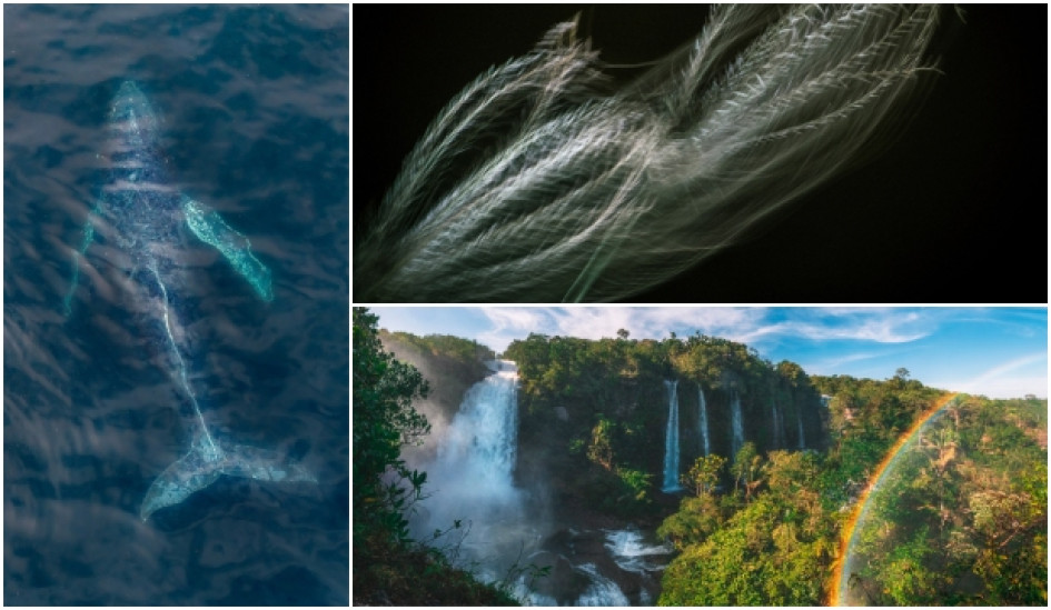 Las fotografías ganadores en las tres categorías del concurso. Las fotografías ganadores en las tres categorías del concurso.