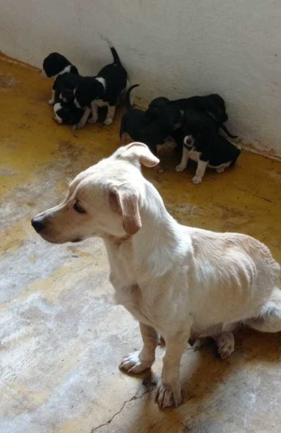 Abandonan perrita con 7 cachorros en Anserma