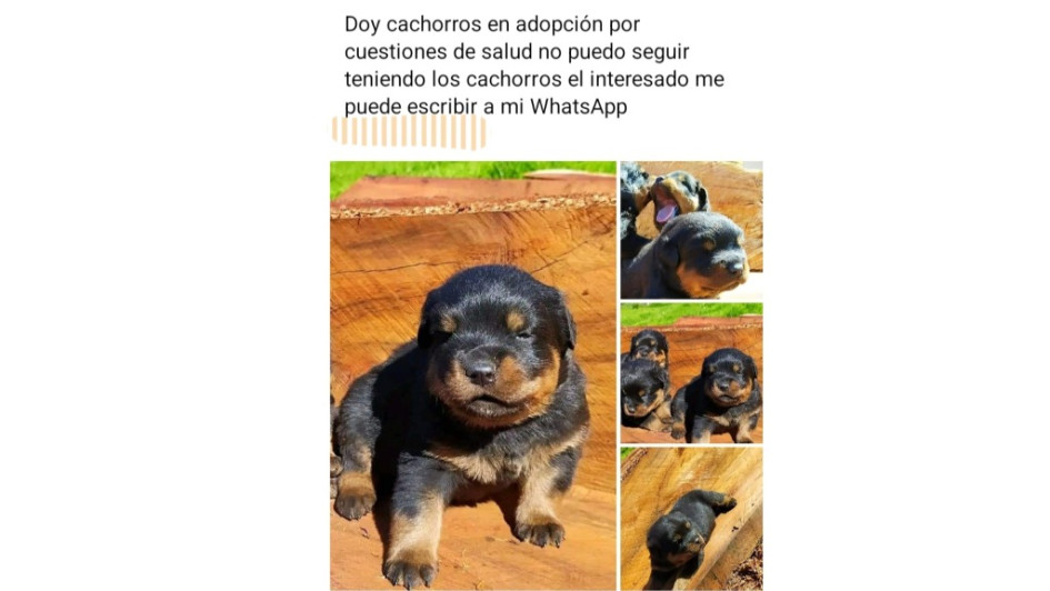 Desde perfiles falsos de Facebook y por WhatsApp ofrecen las mascotas. Desde perfiles falsos de Facebook y por WhatsApp ofrecen las mascotas.