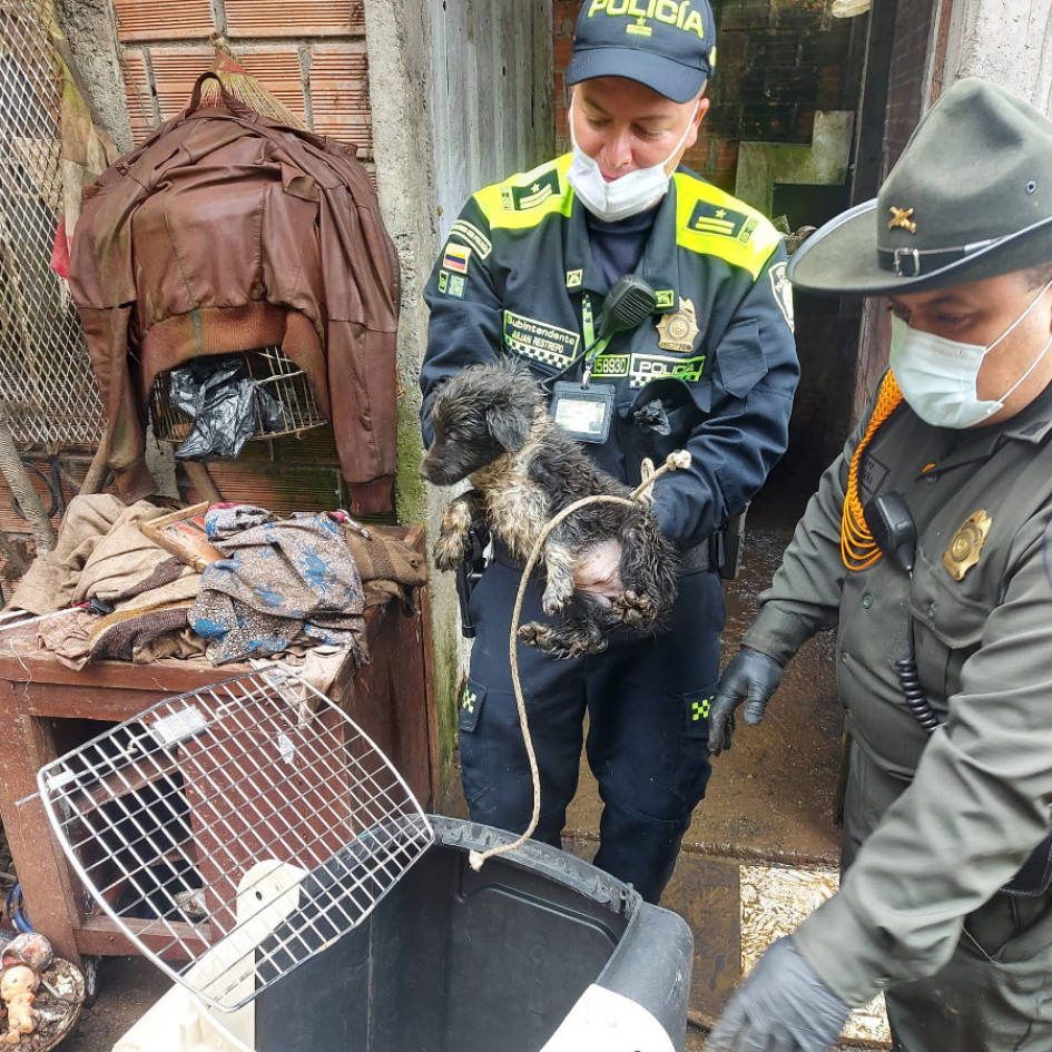 A los animales los rescataron y ahora buscan al hombre que los tenía hacinados. A los animales los rescataron y ahora buscan al hombre que los tenía hacinados.