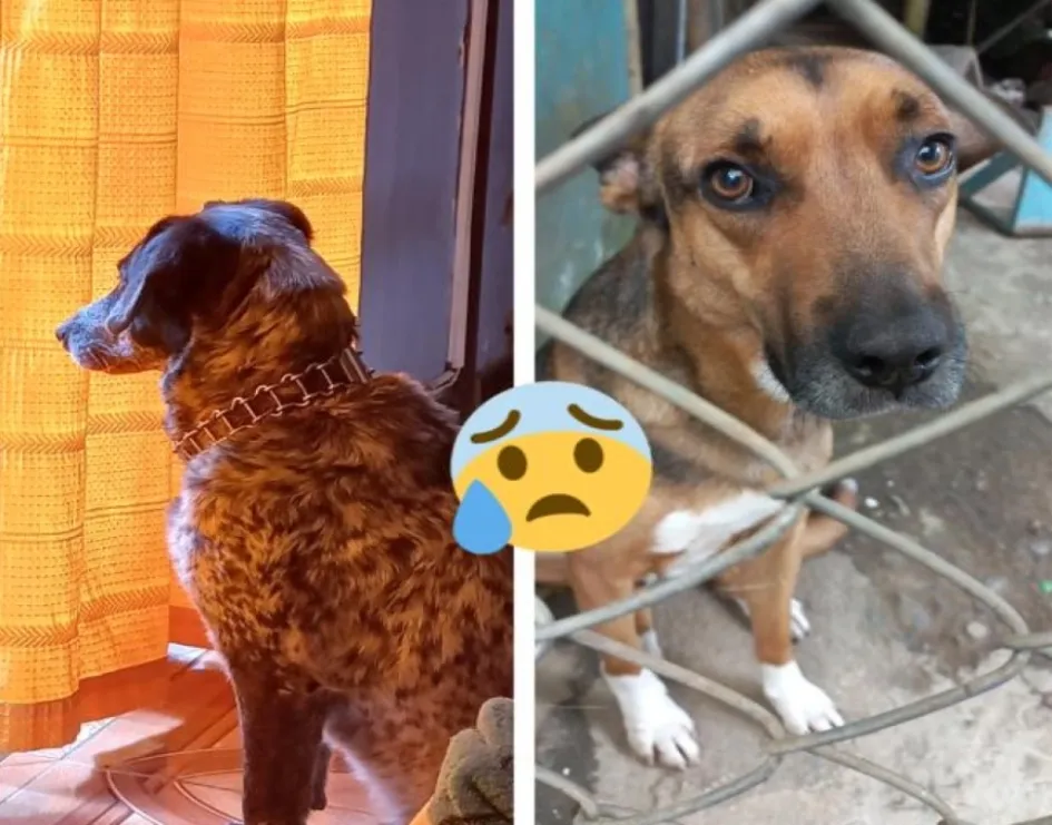 Las dos mascotas envenenadas.