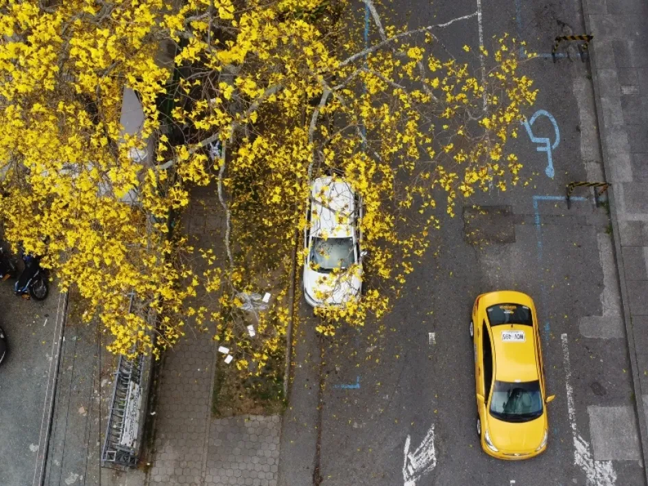 El gris del asfalto en la calle 53B, en El Triángulo, se tiñe cada año con el techo amarillo de estas flores. El gris del asfalto en la calle 53B, en El Triángulo, se tiñe cada año con el techo amarillo de estas flores.