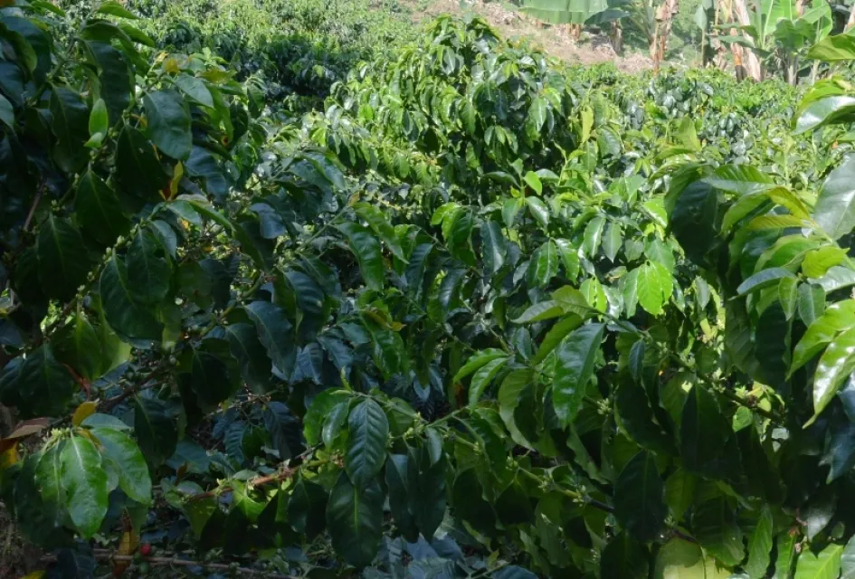 Palos de café. Palos de café.