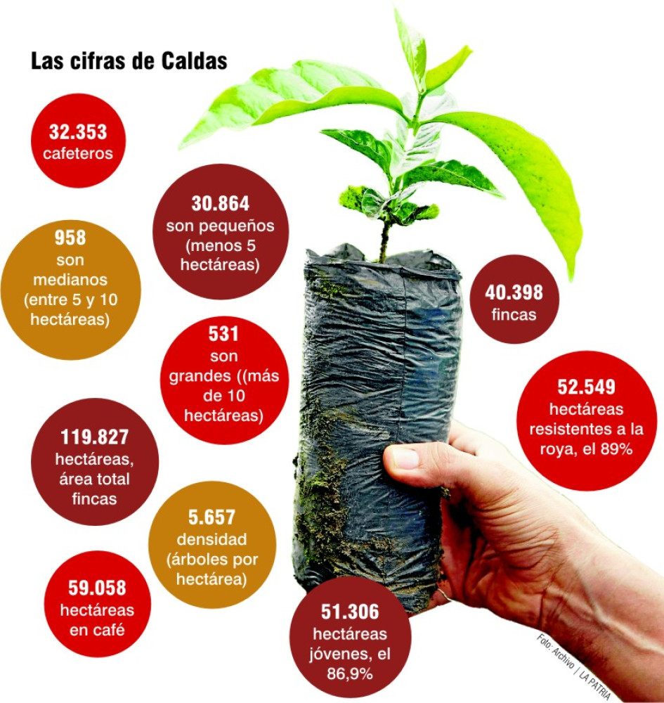 Renovación cafetales Renovación cafetales