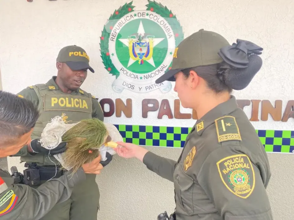 Comunidad y la Policía ponen a salvo a un oso perezoso en Palestina Comunidad y la Policía ponen a salvo a un oso perezoso en Palestina