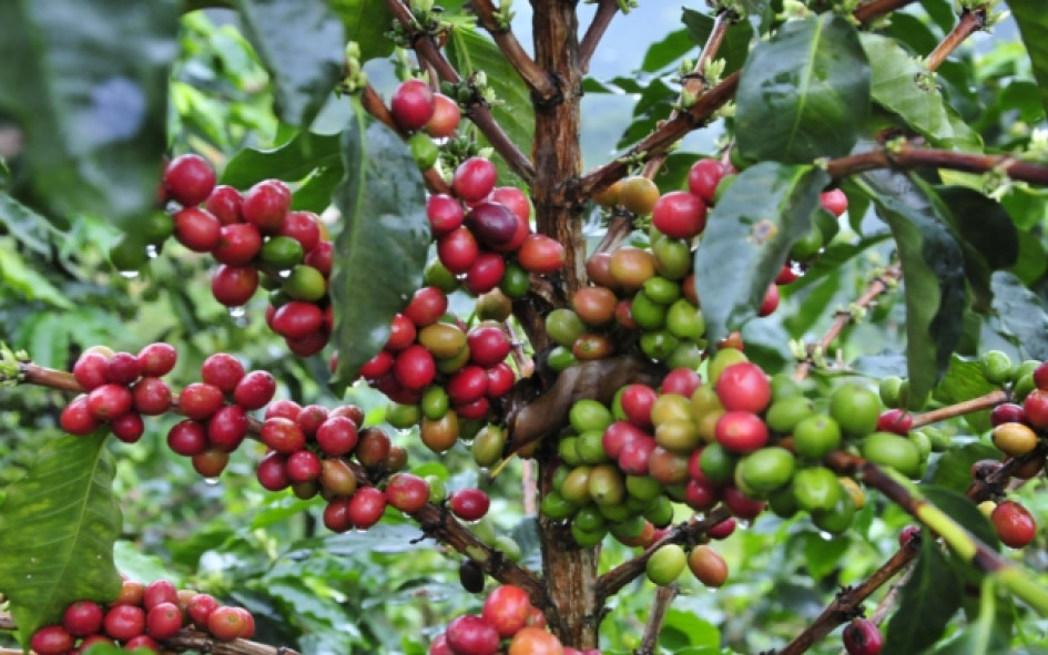 La producción de café en Colombia cayó 10% en los últimos 12 meses La producción de café en Colombia cayó 10% en los últimos 12 meses