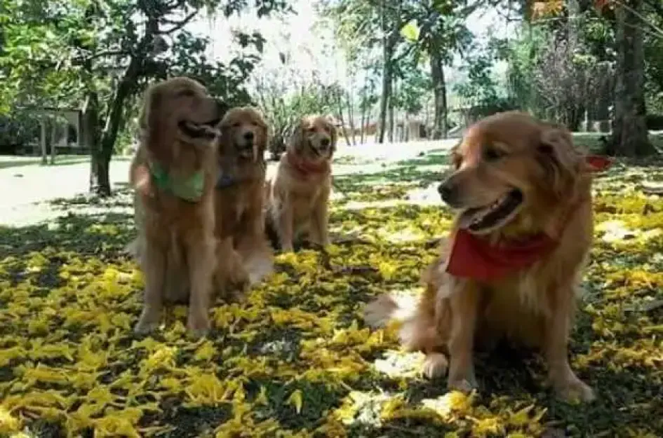 Conozca cómo cuidar sus mascotas en verano Conozca cómo cuidar sus mascotas en verano