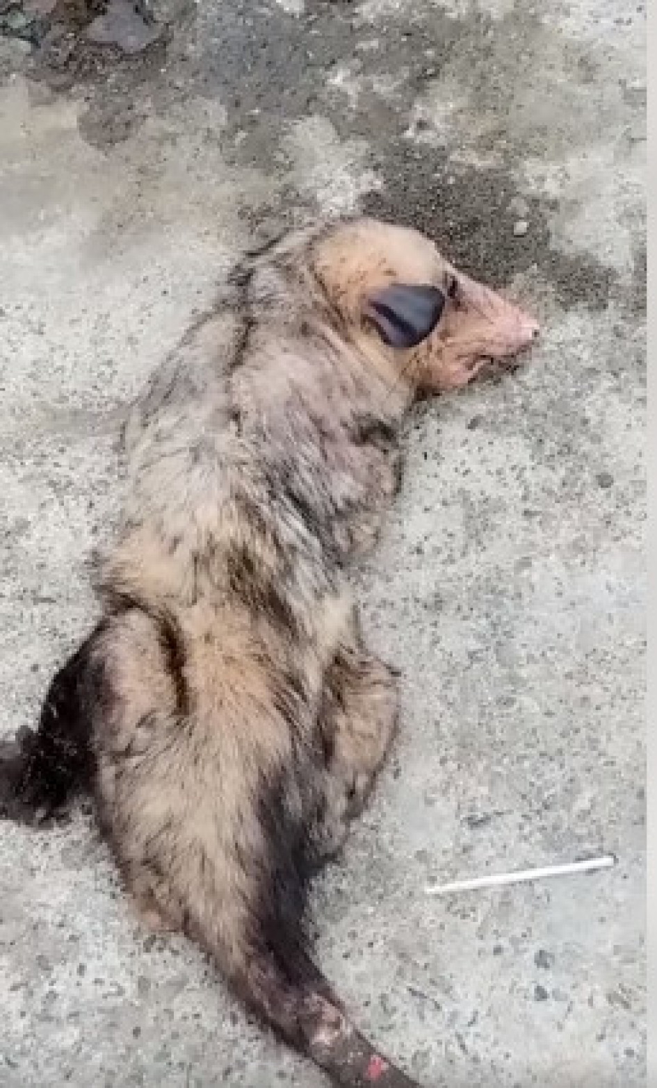 Zarigüeya muerta en Filadelfia. Zarigüeya muerta en Filadelfia.