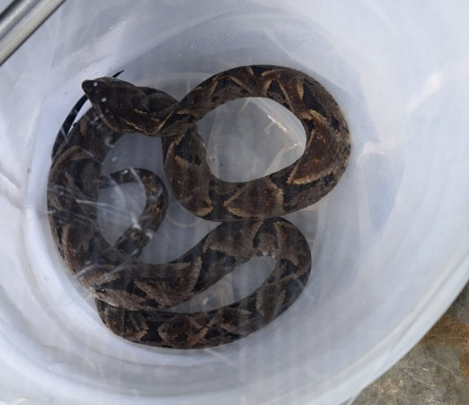La serpiente es altamente venenosa y de importancia médica. La serpiente es altamente venenosa y de importancia médica.