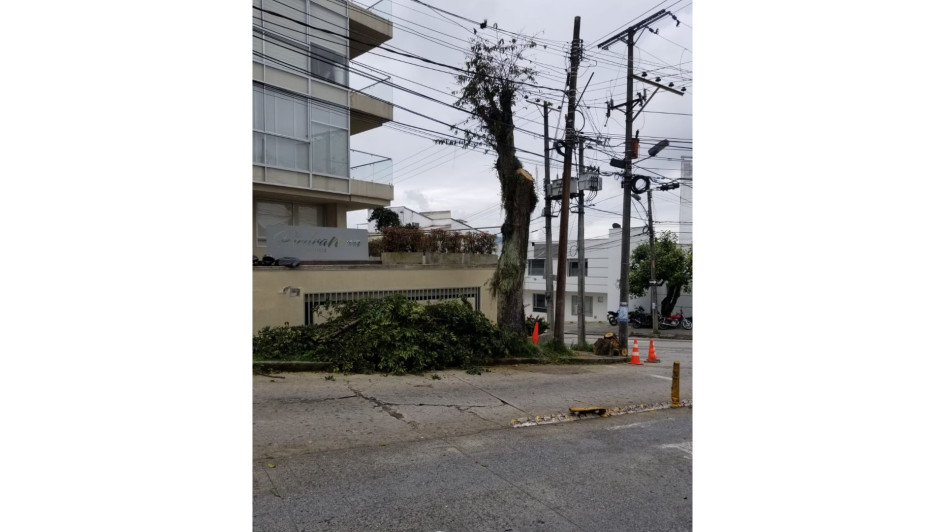 Estado de uno de los arrayanes intervenidos por Emas en el barrio La Camelia. Estado de uno de los arrayanes intervenidos por Emas en el barrio La Camelia.