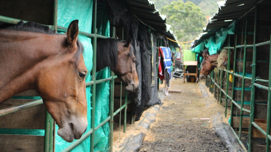 Esta semana comenzaron a llegar a Expoferias los caballos que participarán durante este fin de semana en las diferentes competencias. Esta semana comenzaron a llegar a Expoferias los caballos que participarán durante este fin de semana en las diferentes competencias.