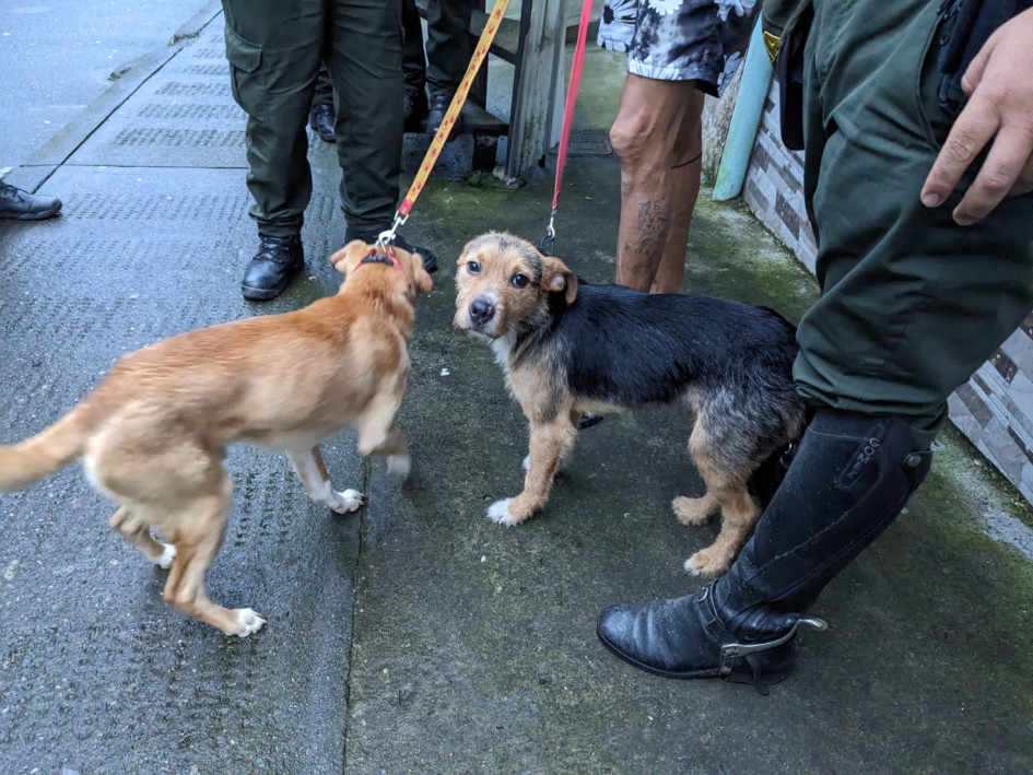 Los uniformados encontraron los animales en malas condiciones de salud. Los uniformados encontraron los animales en malas condiciones de salud.