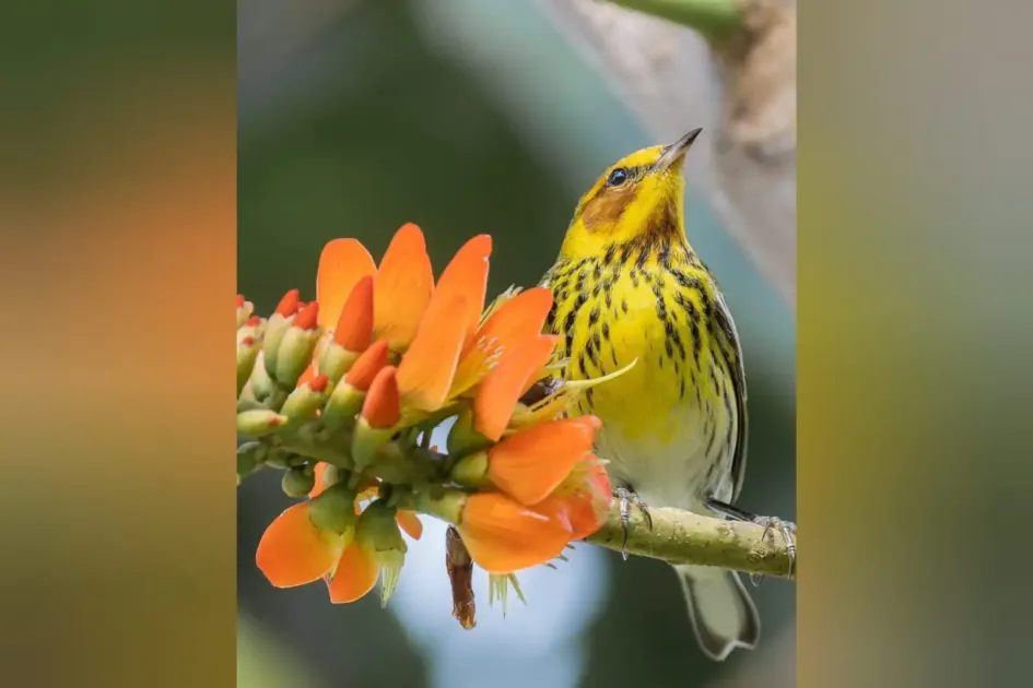 Reinita atigrada (Setophaga tigrina) Esta reinita atigrada (Setophaga tigrina) en La Enea Manizales