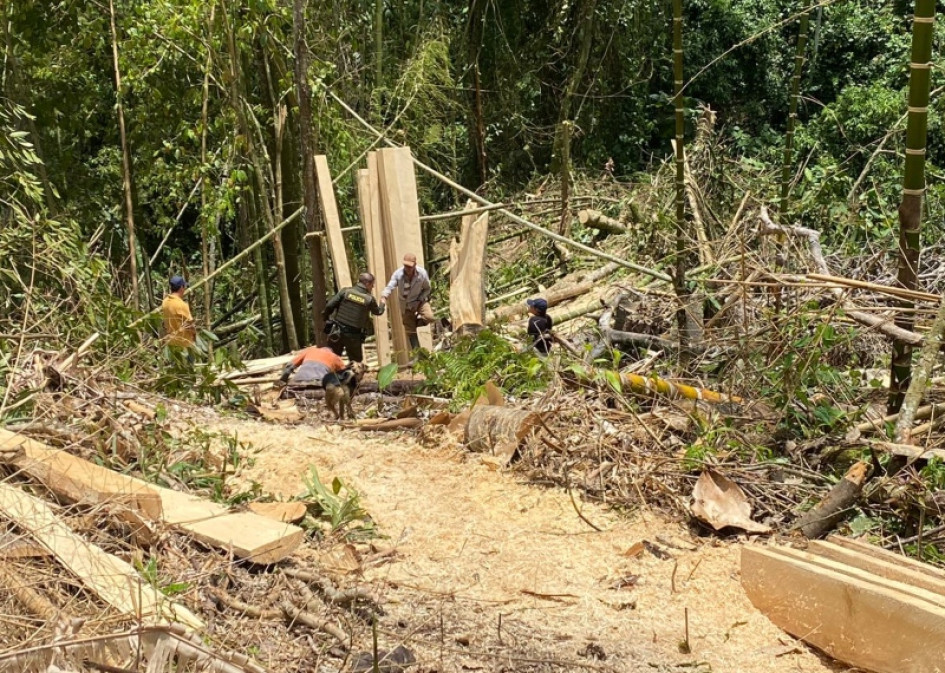 El sujeto taló la madera en una zona protegida en La Merced. El sujeto taló la madera en una zona protegida en La Merced.