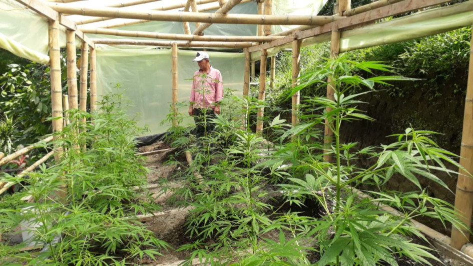 Fotos |Julián García| LA PATRIA Los cannabicultores de Asomedicannabis, son 22 cultivadores. Fotos |Julián García| LA PATRIA Los cannabicultores de Asomedicannabis, son 22 cultivadores.