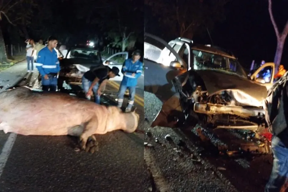 El sitio del accidente en el que un carro colisionó contra un hipopótamo. El sitio del accidente en el que un carro colisionó contra un hipopótamo.