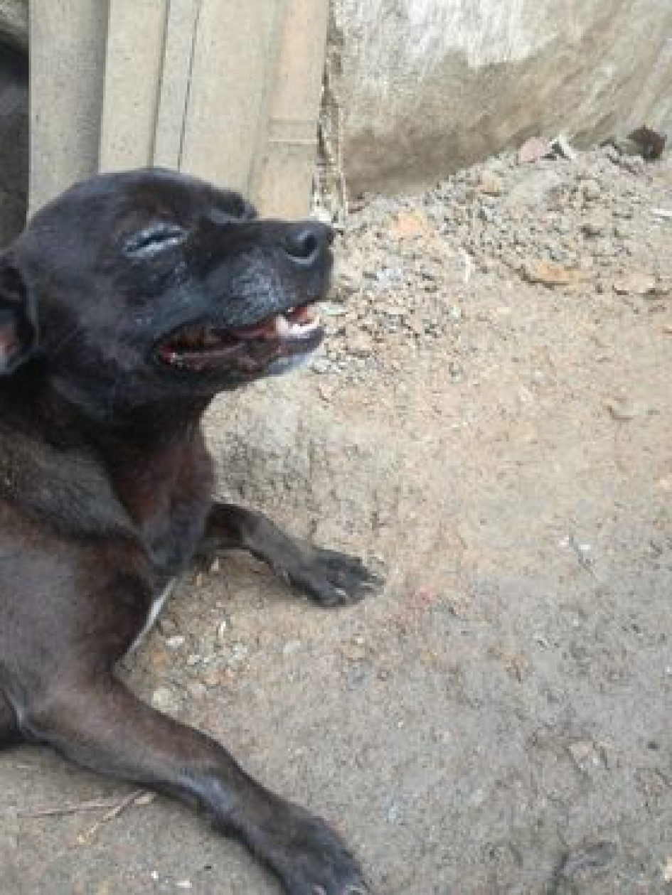 Pirulo tenía tres años y habría muerto por el golpe que recibió al lanzarlo a la quebrada. Pirulo tenía tres años y habría muerto por el golpe que recibió al lanzarlo a la quebrada.