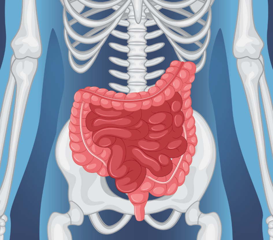 El intestino grueso, de rosado. El intestino delgado, de rojo. El intestino grueso, de rosado. El intestino delgado, de rojo.