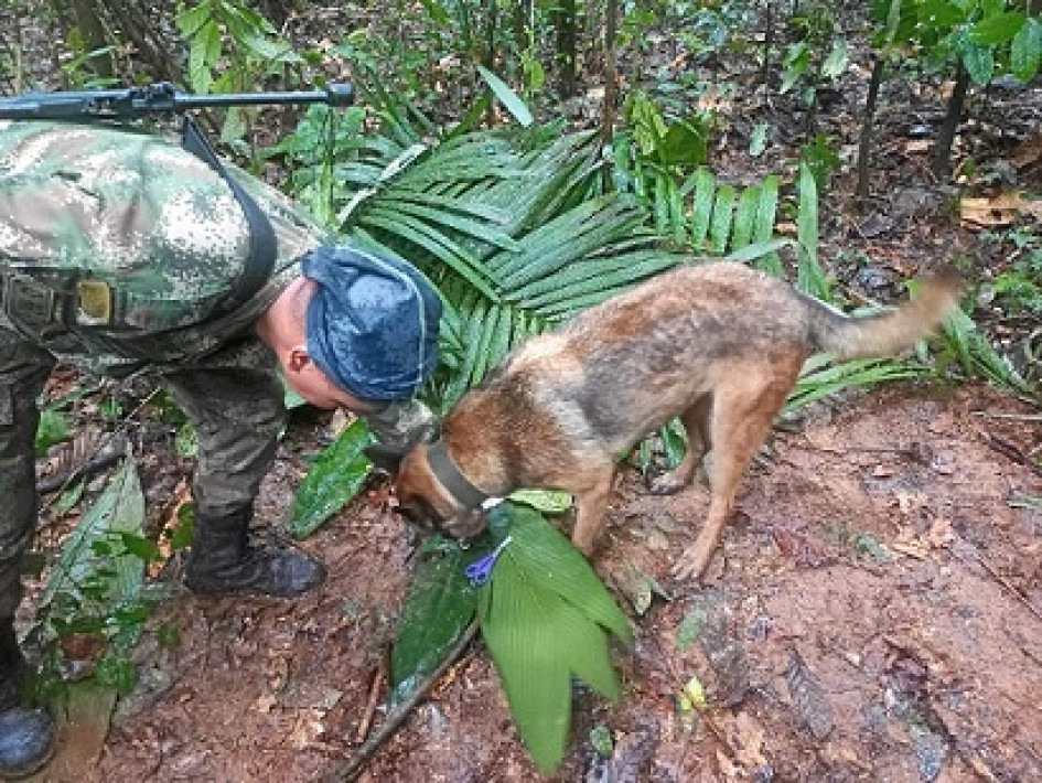 Gracias a la orientación del canino Ulises, las Fuerzas Especiales encontraron un refugio improvisado y elementos que darían indicios del rastro de los menores desparecidos tras el accidente de la aeronave Cessna 206. Gracias a la orientación del canino Ulises, las Fuerzas Especiales encontraron un refugio improvisado y elementos que darían indicios del rastro de los menores desparecidos tras el accidente de la aeronave Cessna 206.
