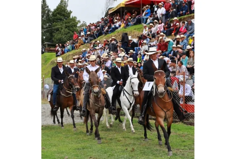 Los mulares participantes en exhibición para el público. Los mulares participantes en exhibición para el público.