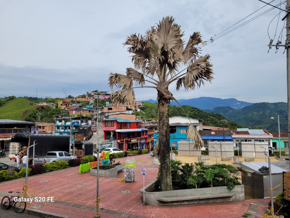 En el Parque Risaralda del municipio había una palma ( Bismarckia Nobilis) desde hace 6 años. Sin embargo, los ciudadanos vieron cómo cada día se fue secando. La Alcaldía dice que va a reponerla. En el Parque Risaralda del municipio había una palma ( Bismarckia Nobilis) desde hace 6 años. Sin embargo, los ciudadanos vieron cómo cada día se fue secando. La Alcaldía dice que va a reponerla.